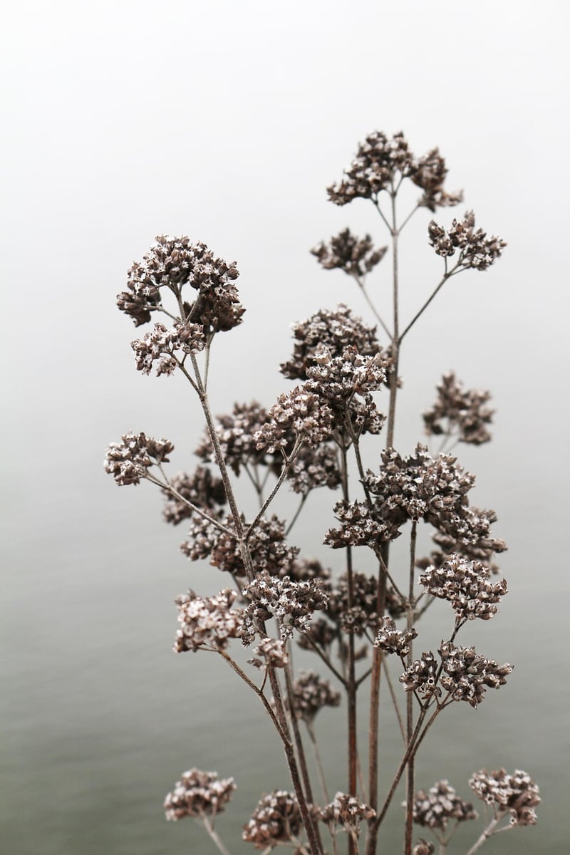 Wilting Plants