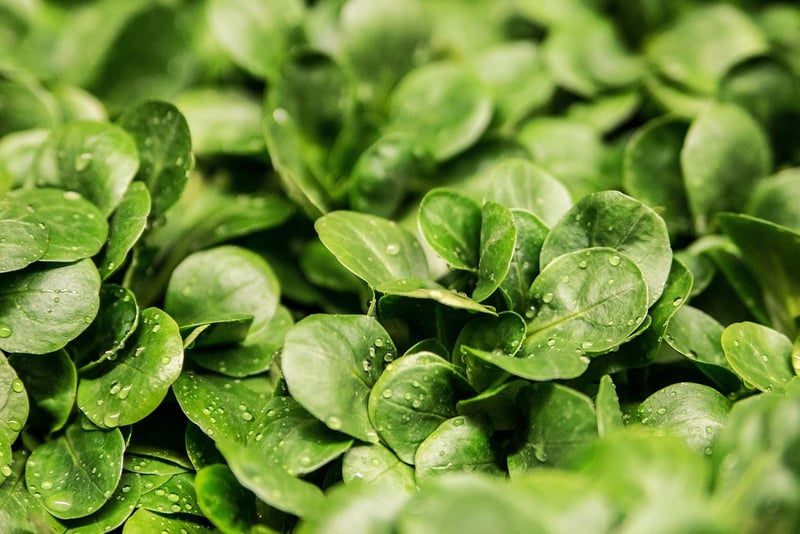 Leafy Greens